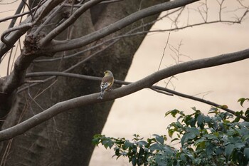 2022年2月19日(土) 明治神宮の野鳥観察記録