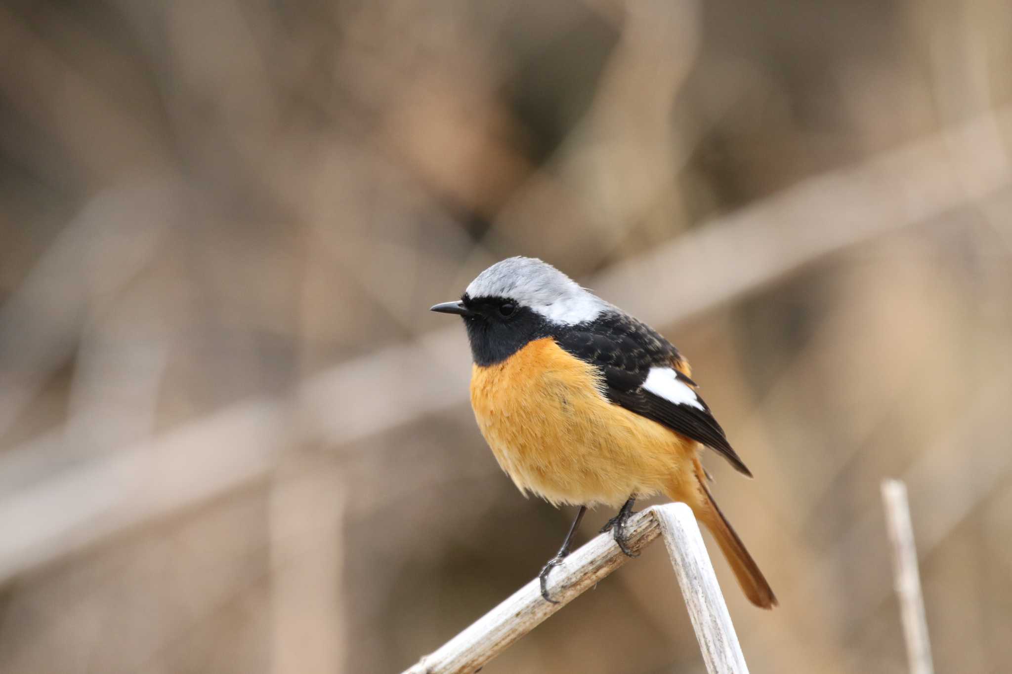 埼玉県日高市 ジョウビタキの写真 by kingfisher_hidaka