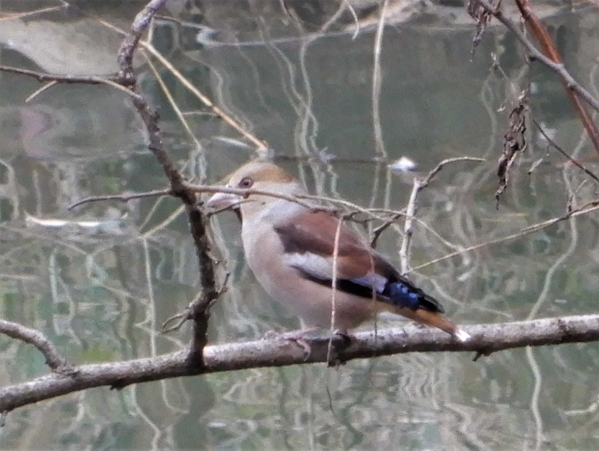 Hawfinch