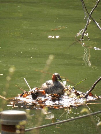 Little Grebe Inokashira Park Fri, 3/26/2021