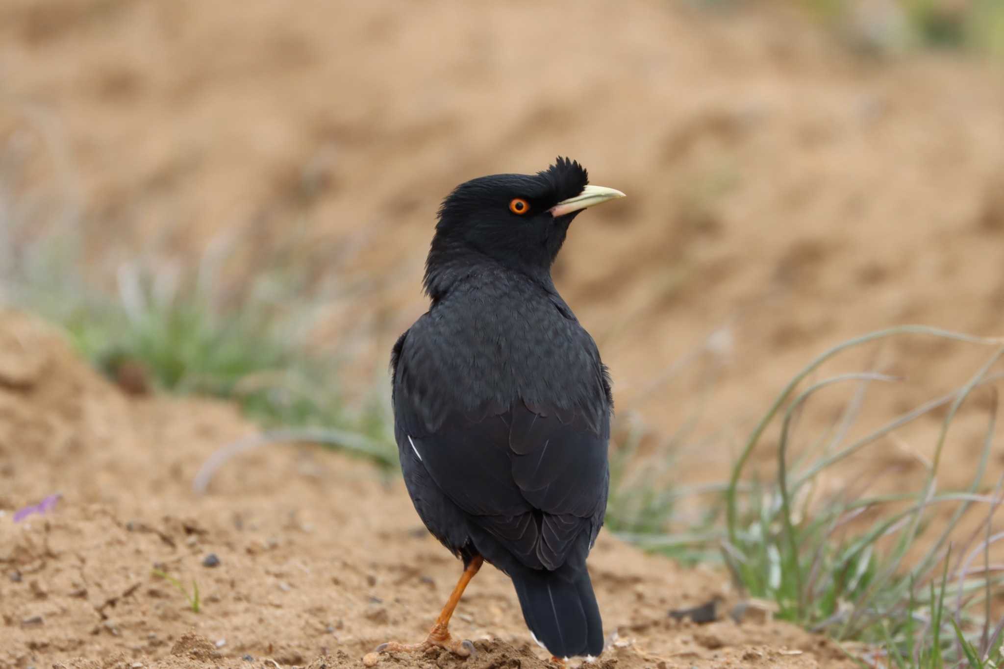 Photo of Crested Myna at 金井遊水地(金井遊水池) by ぼぼぼ