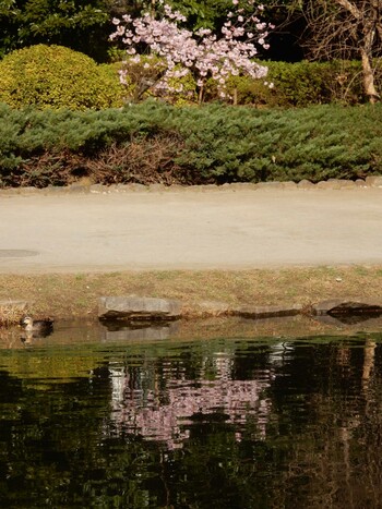 Eastern Spot-billed Duck 哲学堂公園 Sun, 2/21/2021