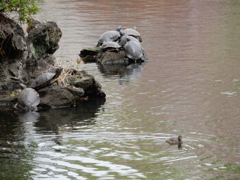 Little Grebe Shinjuku Gyoen National Garden Tue, 3/30/2021