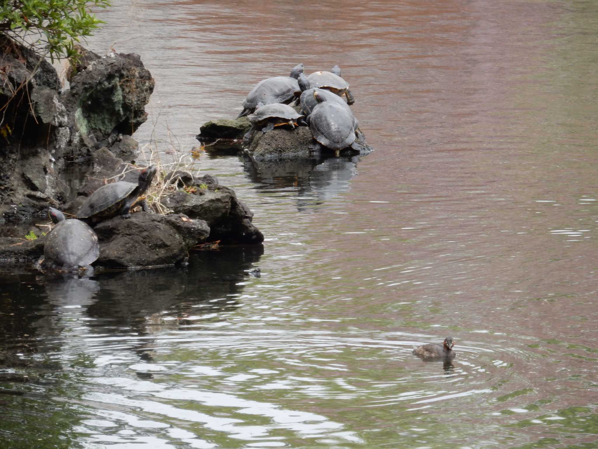 Photo of Little Grebe at Shinjuku Gyoen National Garden by morinokotori