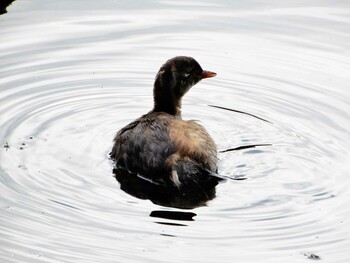 Little Grebe Inokashira Park Thu, 11/18/2021