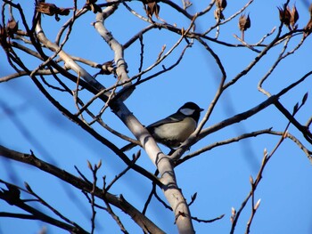 Japanese Tit 中院(川越) Sun, 11/28/2021