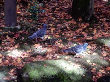 Wed, 12/1/2021 Birding report at 紅葉山公園