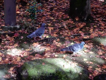 カワラバト 紅葉山公園 2021年12月1日(水)