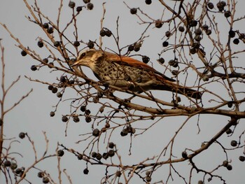 Dusky Thrush Meiji Jingu(Meiji Shrine) Thu, 12/30/2021