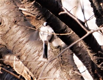 Long-tailed Tit 長沼公園 Mon, 1/3/2022