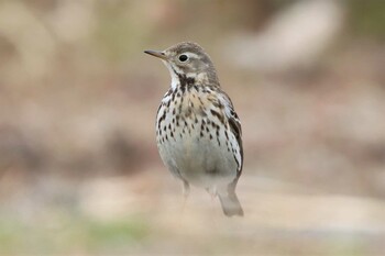 Sat, 2/19/2022 Birding report at 金井遊水地(金井遊水池)