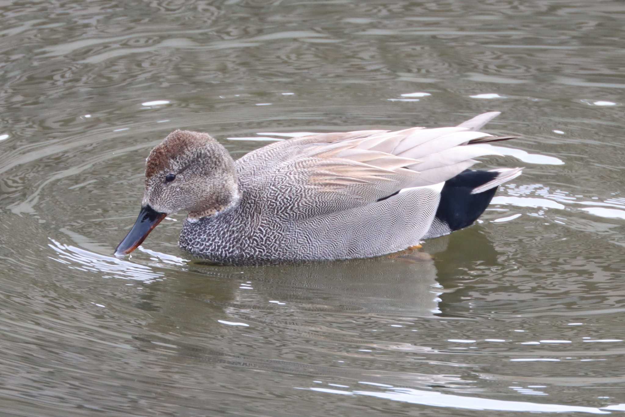 Photo of Gadwall at 金井遊水地(金井遊水池) by ぼぼぼ