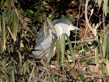 Black-crowned Night Heron 善福寺公園 Thu, 1/13/2022