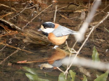 Tue, 1/25/2022 Birding report at 国立科学博物館附属自然教育園 (港区, 東京)