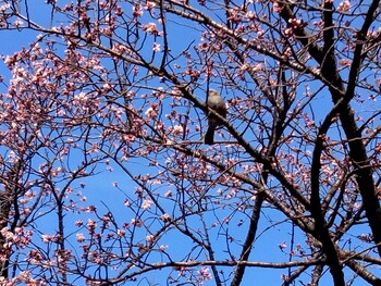 2022年1月28日(金) 平和の森公園、妙正寺川の野鳥観察記録