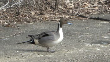 2022年2月19日(土) 天白川の野鳥観察記録