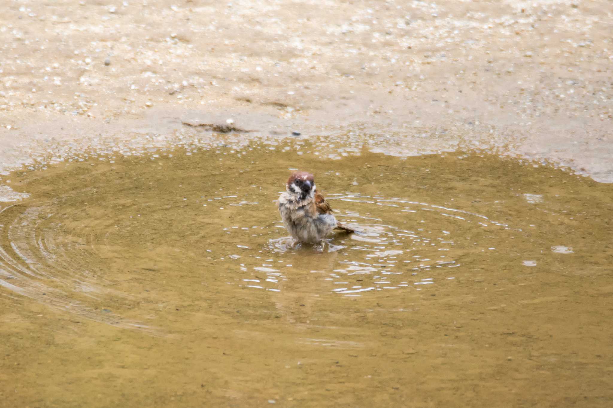 Eurasian Tree Sparrow