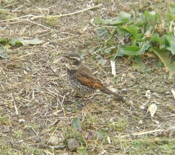 2022年2月19日(土) 埼玉県の野鳥観察記録