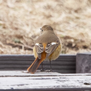 Daurian Redstart Nagahama Park Sat, 2/19/2022