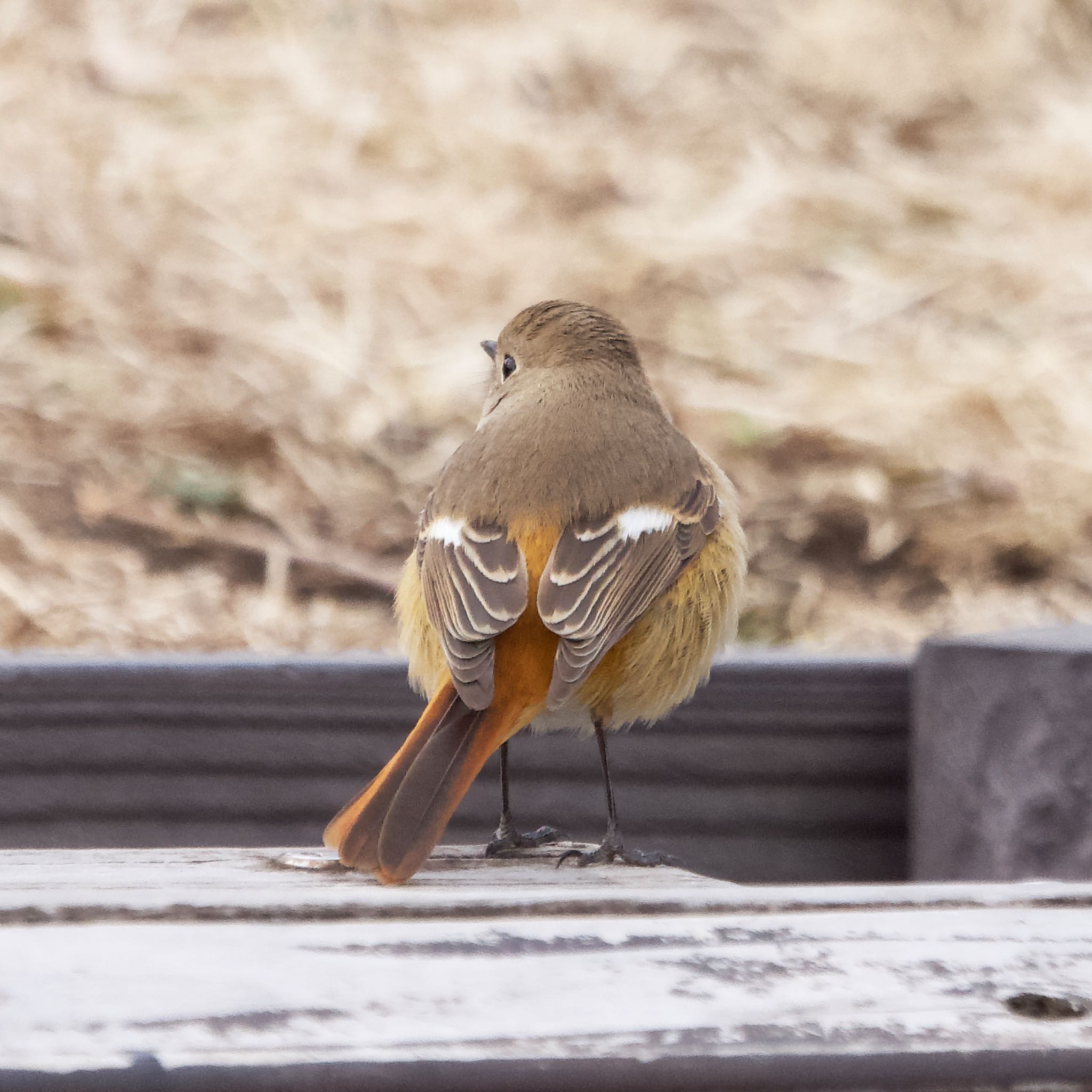 Photo of Daurian Redstart at Nagahama Park by アポちん