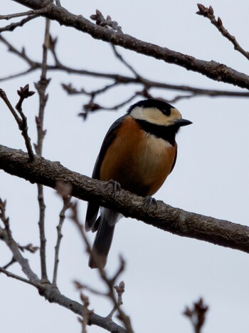 Varied Tit Nagahama Park Sat, 2/19/2022