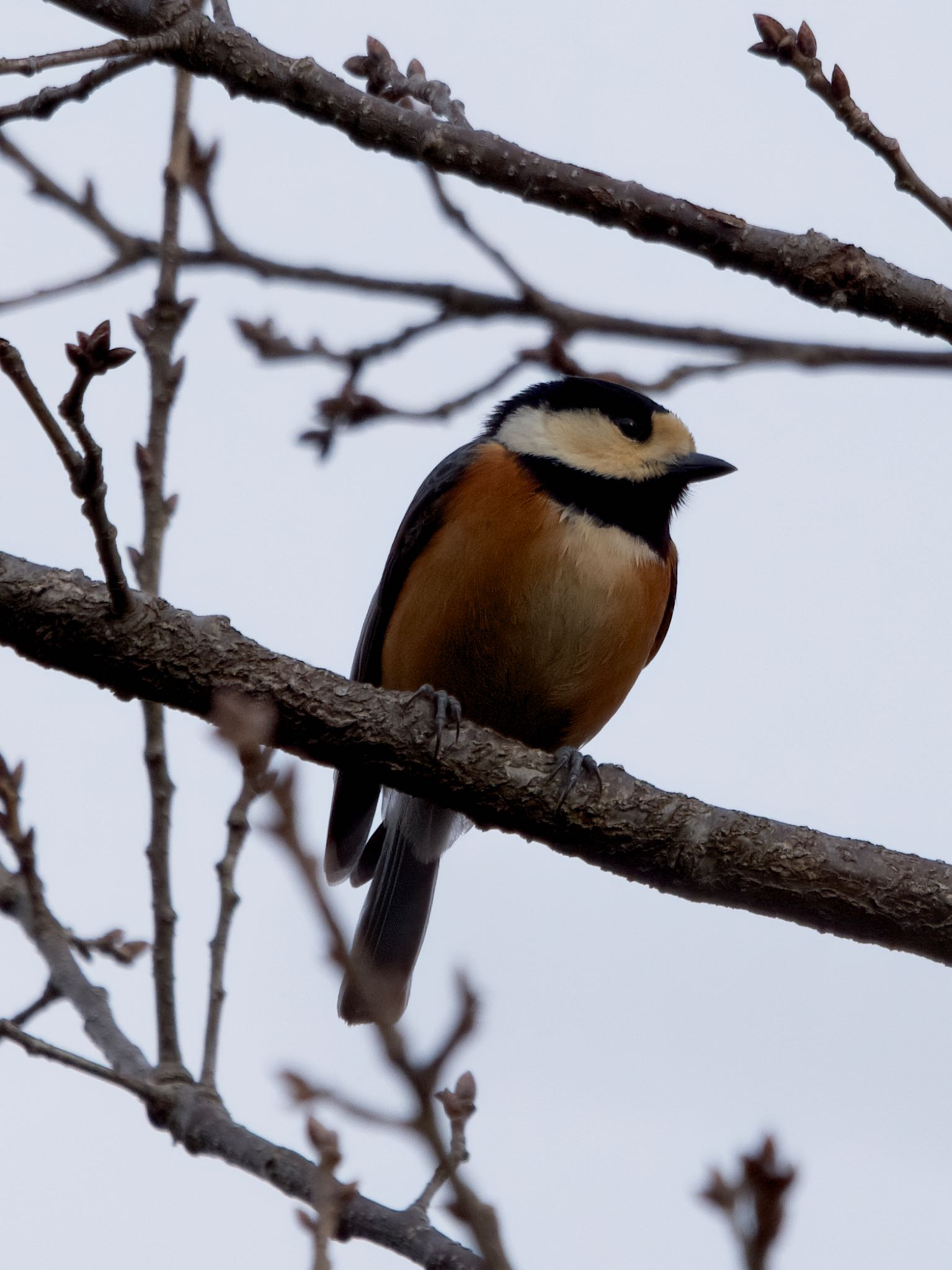 Photo of Varied Tit at Nagahama Park by アポちん