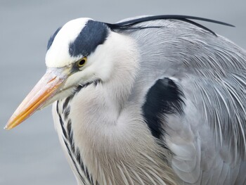 Grey Heron Nagahama Park Sat, 2/19/2022