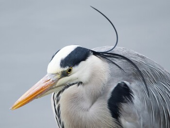 Grey Heron Nagahama Park Sat, 2/19/2022