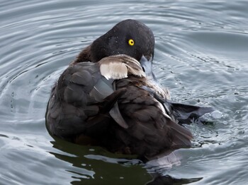 Tufted Duck Nagahama Park Sat, 2/19/2022