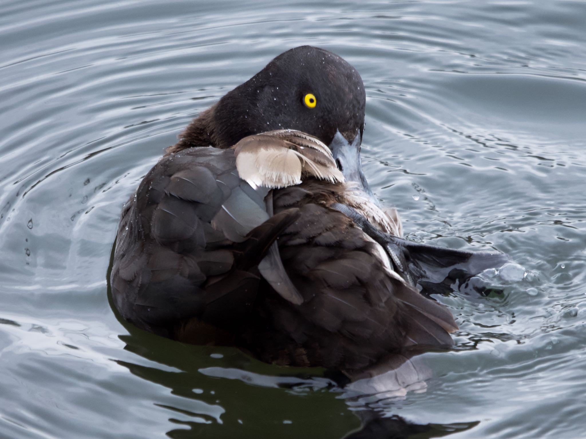 Photo of Tufted Duck at Nagahama Park by アポちん