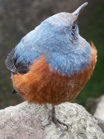 Blue Rock Thrush Nagahama Park Sat, 2/19/2022