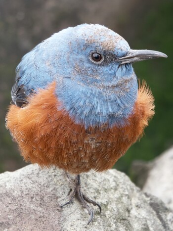 Blue Rock Thrush Nagahama Park Sat, 2/19/2022