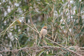 Bull-headed Shrike Unknown Spots Sat, 2/19/2022