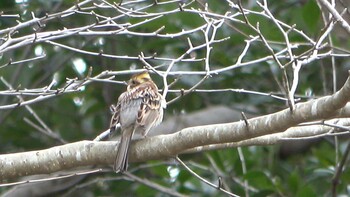 Sat, 2/19/2022 Birding report at 北勢中央公園