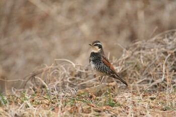 Dusky Thrush Unknown Spots Sat, 2/19/2022