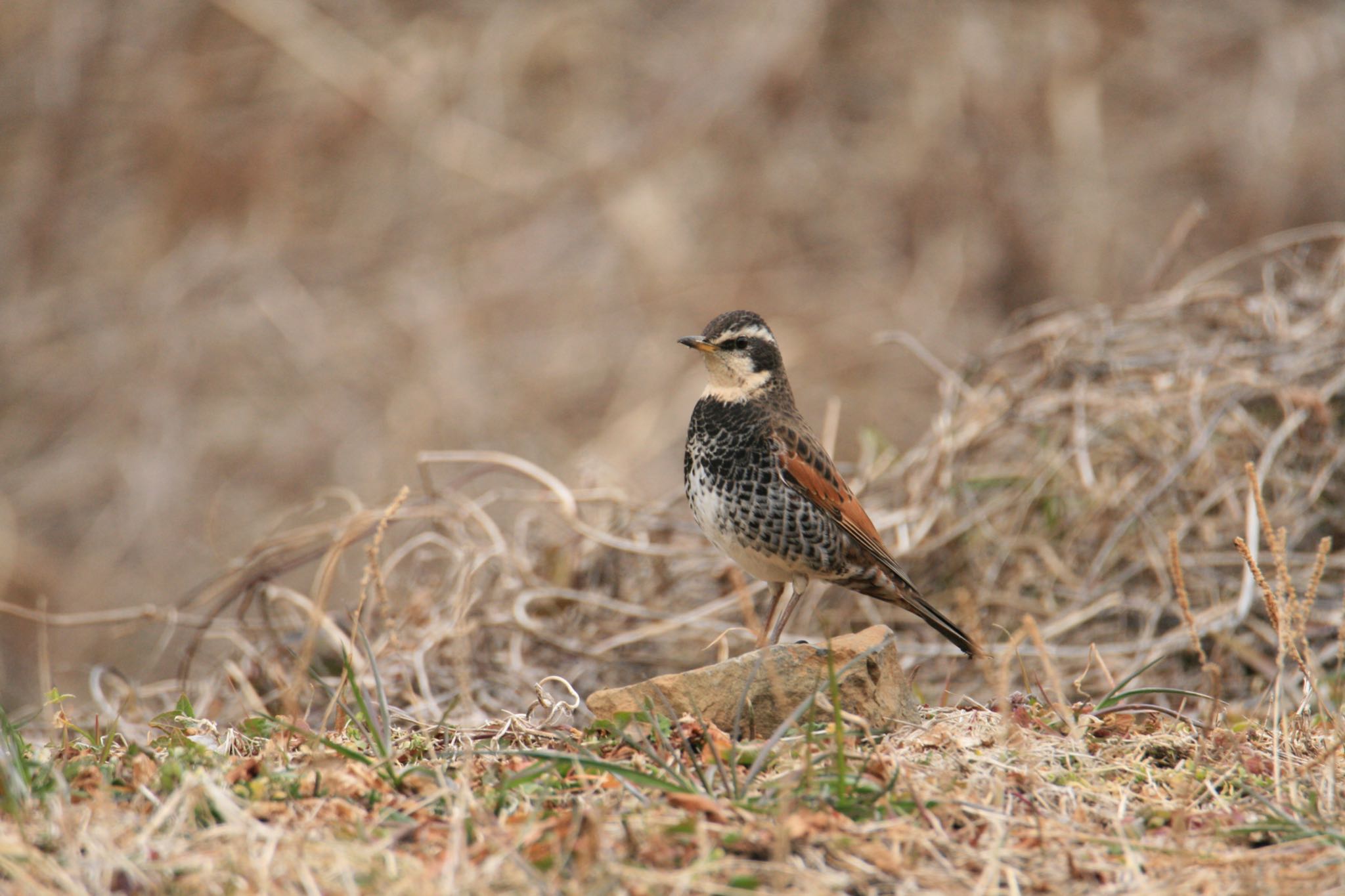 Photo of Dusky Thrush at  by Koutoku