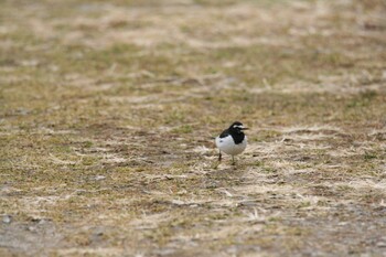 Wagtail Unknown Spots Sat, 2/19/2022