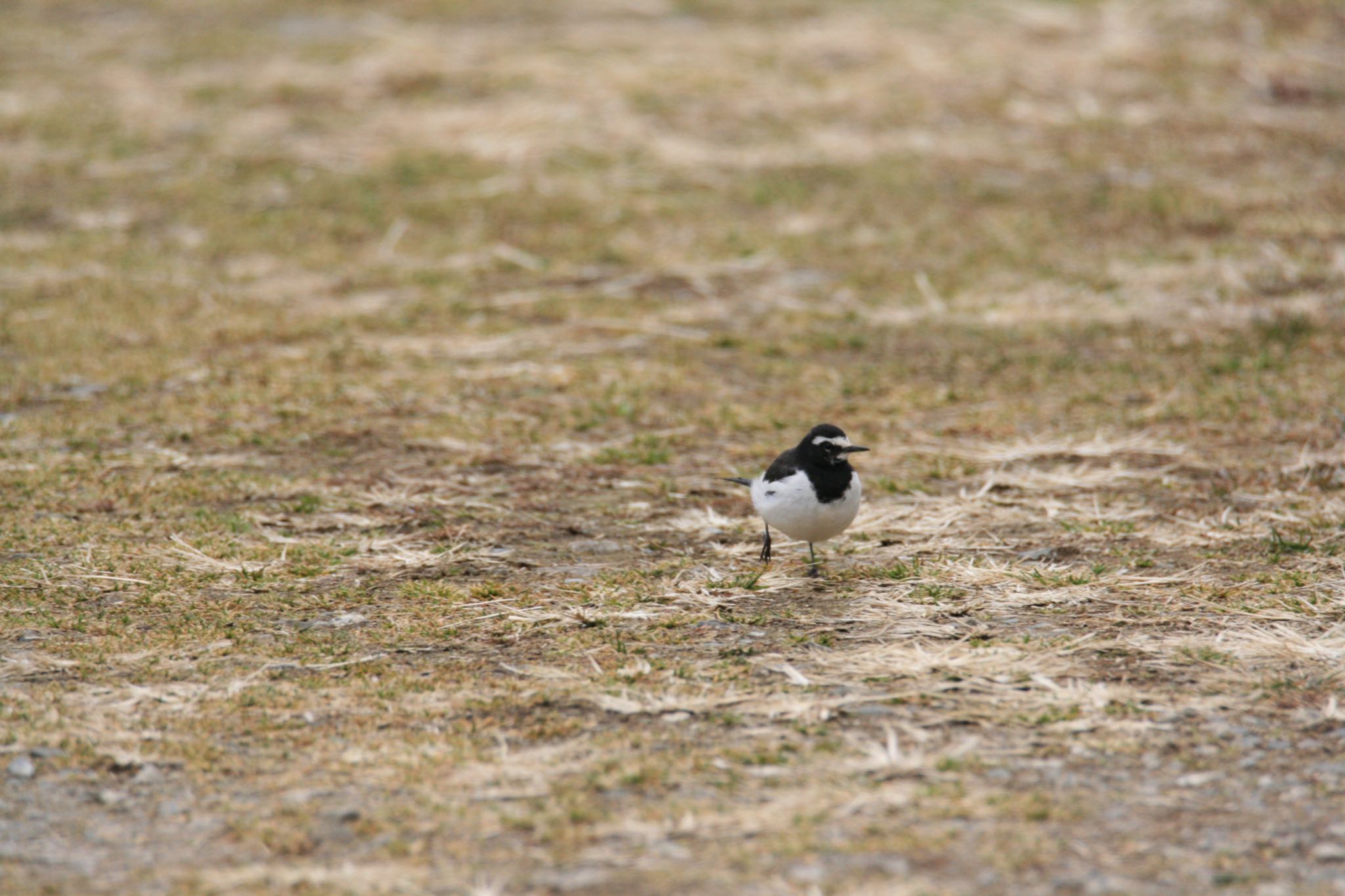 Photo of Wagtail at  by Koutoku