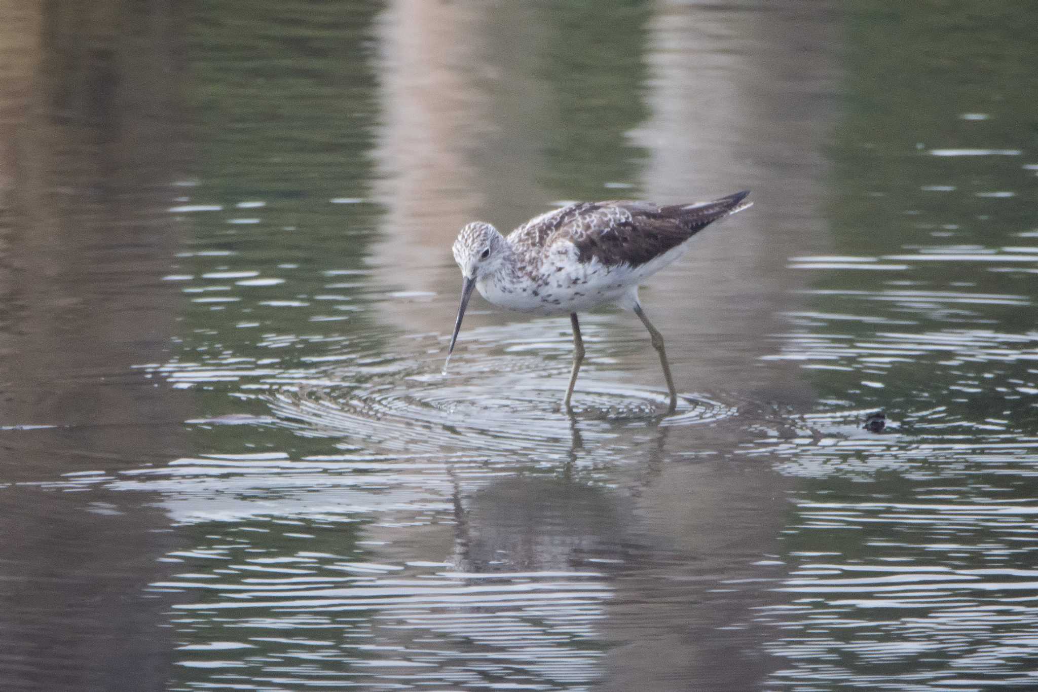 Common Greenshank