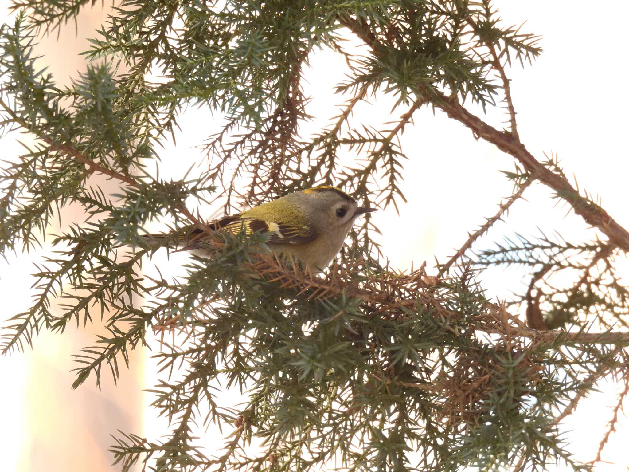 Goldcrest