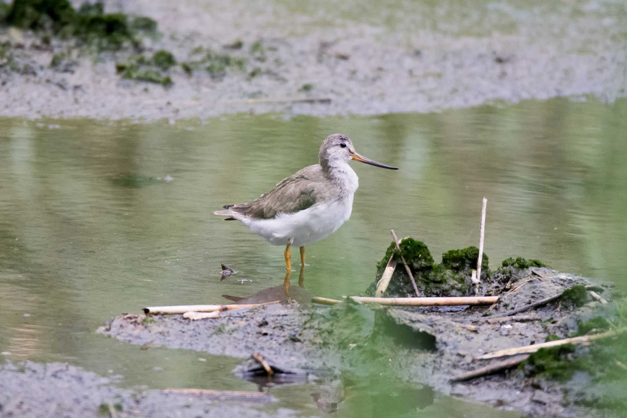 Terek Sandpiper