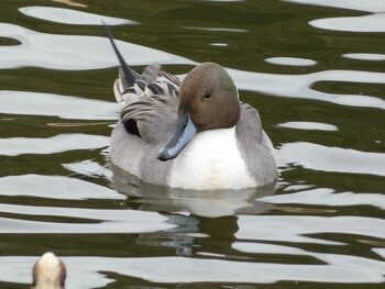 オナガガモ 富岡並木ふなだまり公園 2022年2月19日(土)