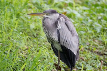 2017年8月20日(日) 葛西臨海公園の野鳥観察記録