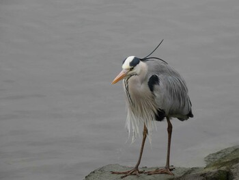 アオサギ 富岡並木ふなだまり公園 2022年2月19日(土)