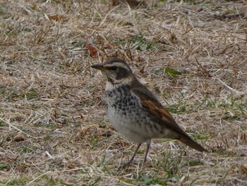 2022年2月19日(土) 長浜公園の野鳥観察記録