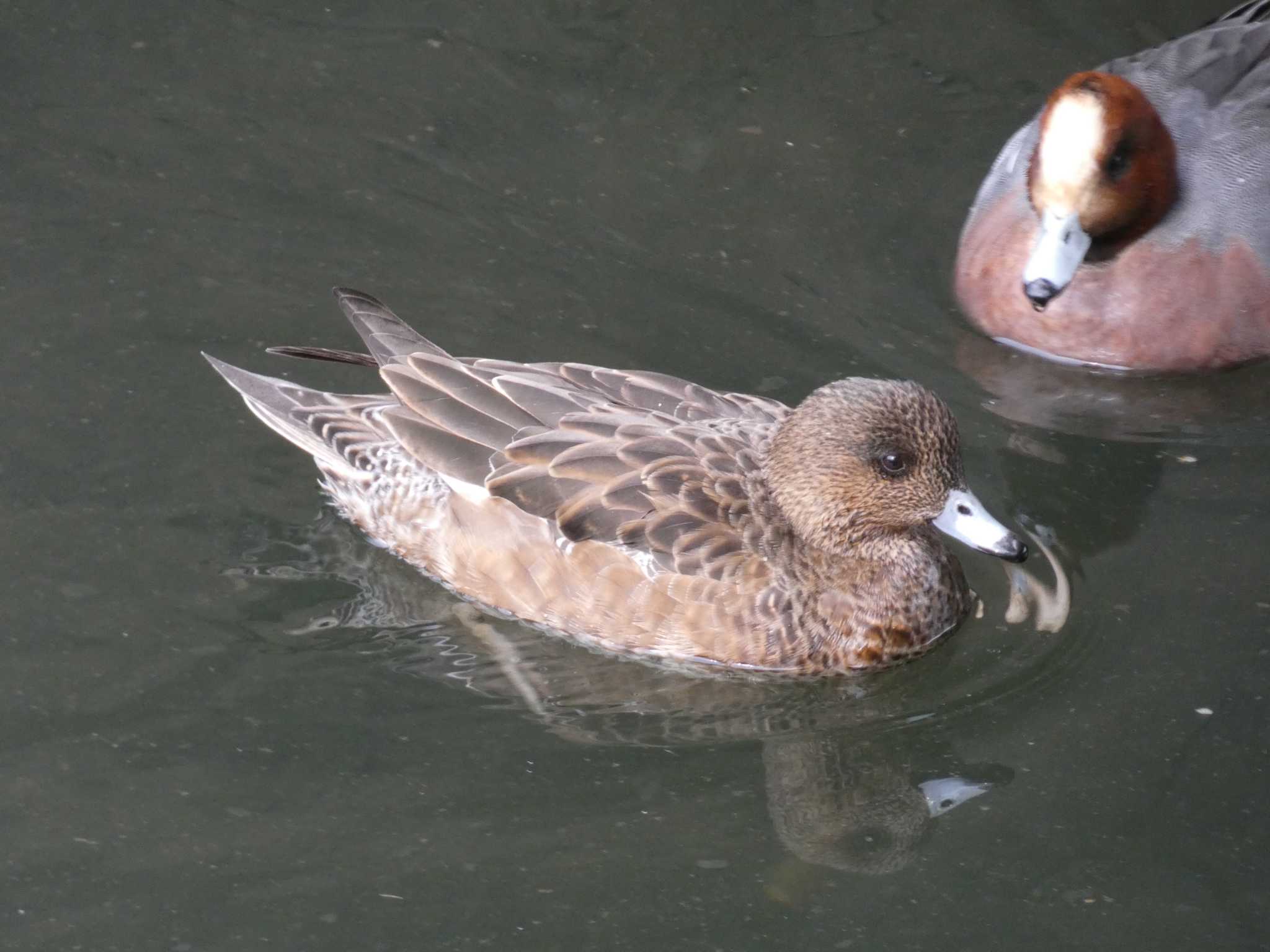 富岡並木ふなだまり公園 ヒドリガモの写真 by でみちん