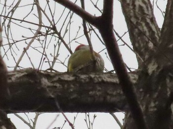 Japanese Green Woodpecker Komiya Park Sat, 2/19/2022