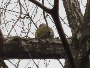 2022年2月19日(土) 小宮公園(八王子)の野鳥観察記録