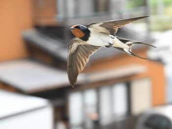 Barn Swallow 木曽川町 Tue, 6/16/2020