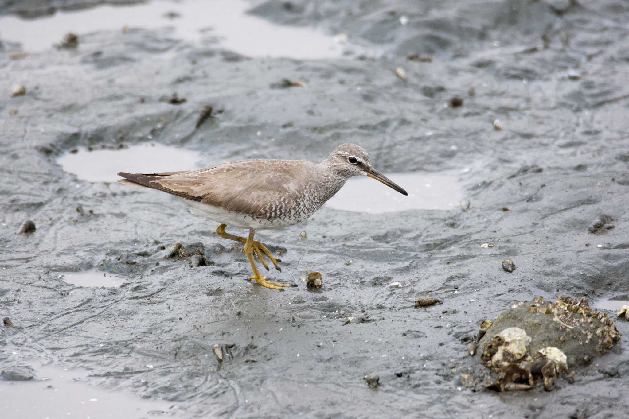 Photo of Grey-tailed Tattler at 平潟湾 by Nyanchew